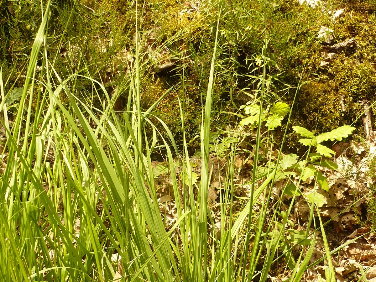 Molinia arundinacea (Poaceae)